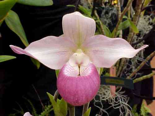 Phragmipedium schlimii
